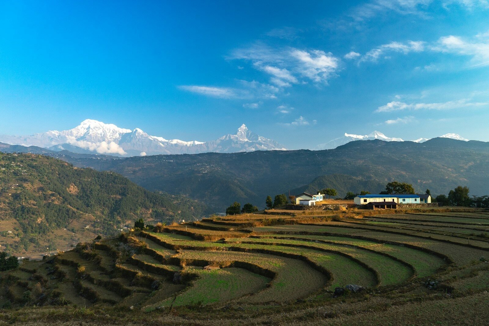 a view of a rice field with mountains in the background